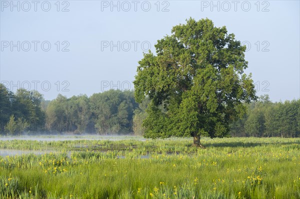 Wetland, wet meadow, marsh iris (Iris pseudacorus) flowering, English oak (Quercus robur), Barnbruchswiesen and Ilkerbruch nature reserve, Lower Saxony, Germany, Europe
