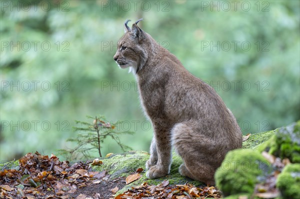Eurasian lynx (Lynx lynx) sitting on a rock and looking attentively, captive, Germany, Europe