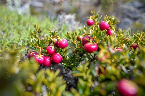 Red crowberry (Empetrum rubrum), typical of the Patagonian Andes, in Perito Moreno National Park, Argentina, South America