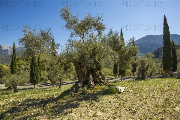 Olive trees and cypresses, Orient, Serra de Tramuntana, Majorca, Majorca, Balearic Islands, Spain, Europe