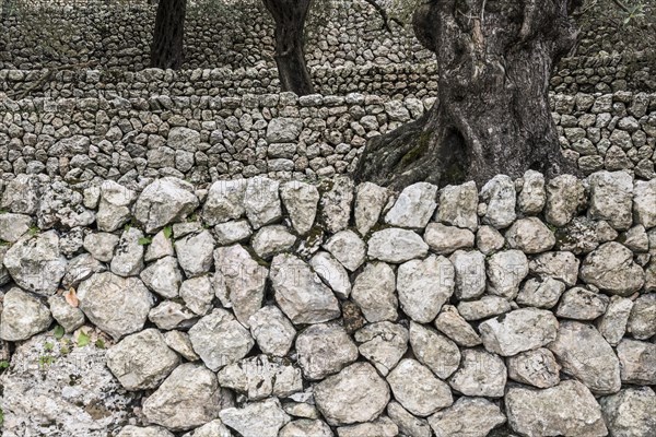 Olive trees and old stone wall, Fornalutx, Serra de Tramuntana, Majorca, Balearic Islands, Spain, Europe