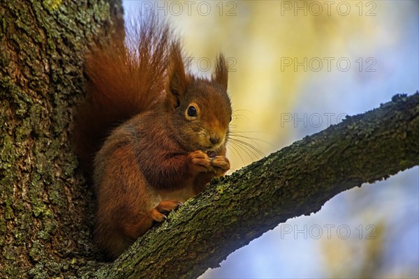 Close-up of a squirrel eating on a tree branch, with an autumnal background, Sciurus vulgaris