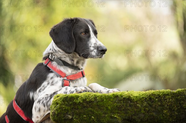 Domestic dog (Canis lupus familiaris), mixed-breed, male, animal welfare, animal welfare dog, sniffing at a stone slab covered with moss, paws standing on the slab, profile shot, looking to the right, black and white spotted coat, brown eyes, red harness, double safety collar, background blurred green, Hesse, Germany, Europe