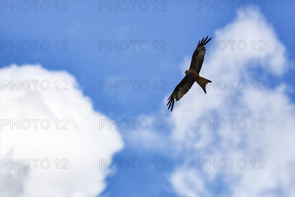 Red kite (Milvus milvus) in flight looking for prey, fountain clouds, Wales, Great Britain
