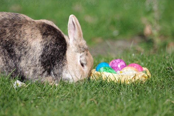 Rabbit (Oryctolagus cuniculus domestica), Hare, Easter, Easter eggs, Garden, Germany, A domestic rabbit sits in the grass next to an Easter nest with eggs, Europe
