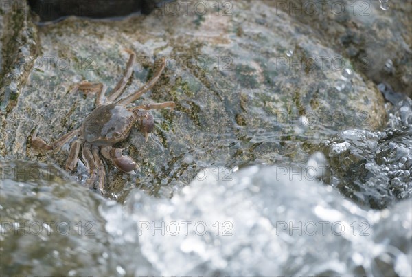 Chinese mitten crab (Eriocheir sinensis), invasive species, neozoon, crabs, juvenile clings to a rock on its migration upstream, flowing, moving water washes around stones, splashing drops and agitated waves convey the flow velocity, rapids, river, water body, barrage of the Elbe in Geesthacht, wiping effect, long exposure, soft focus, Lower Saxony, Schleswig-Holstein, Germany, Europe