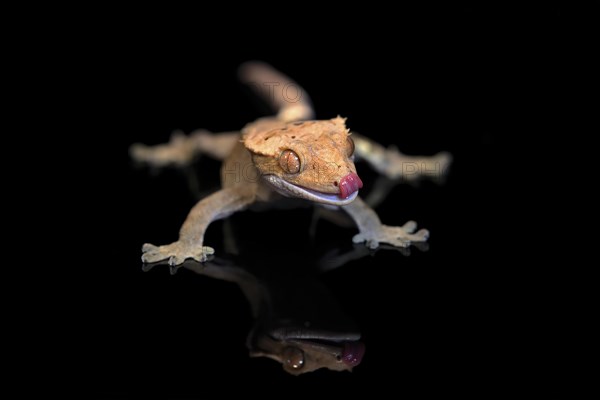 New Caledonian eyelash gecko (Correlophus ciliatus), adult, captive, New Caledonia, Oceania