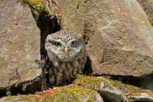 Little owl (Athene noctua), (Tyto alba), adult, at breeding den, alert, portrait, Lowick, Northumberland, England, Great Britain