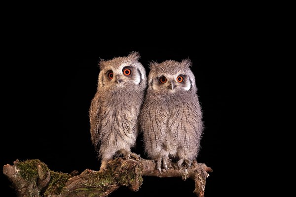 Southern white-faced owl (Ptilopsis granti), juvenile, two juveniles, siblings, at night, on guard, captive