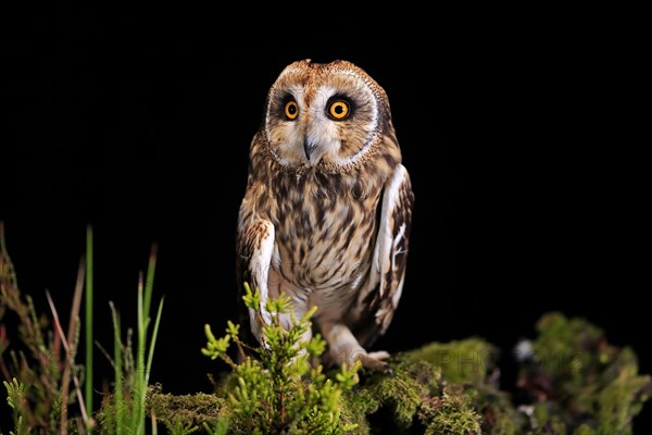 Short-eared owl (Asio flammeus), adult, at night, perch, Great Britain