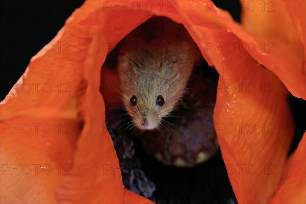 Common harvest mouse, (Micromys minutus), adult, on corn poppy, flower, foraging, at night, Scotland, Great Britain