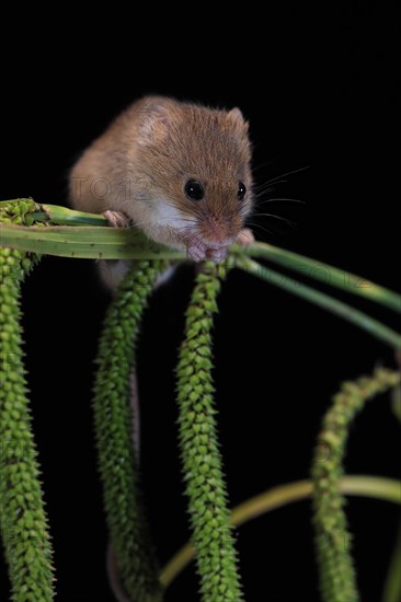 Eurasian harvest mouse (Micromys minutus), adult, on plant stalks, ears of corn, foraging, at night, Scotland, Great Britain