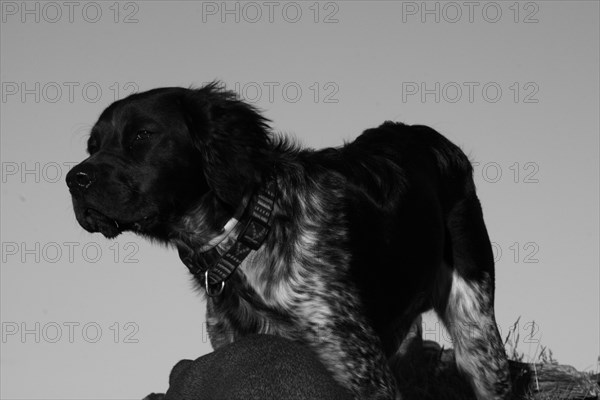 Profile of a calm dog with a collar in monochrome, Amazing Dogs in the Nature