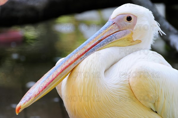 Close-up of a white pelican (Pelecanus onocrotalus), with distinctive orange beak, Stuttgart, Baden-Wuerttemberg, Germany, Europe