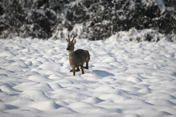 European roe deer (Capreolus capreolus) buck in winter coat and six-point antlers jumping over a snow-covered fallow field, Lower Austria, Austria, Europe