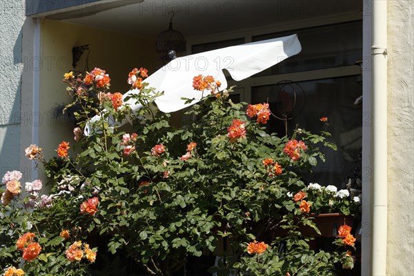 Orange roses with parasol and balcony, Germany, Europe