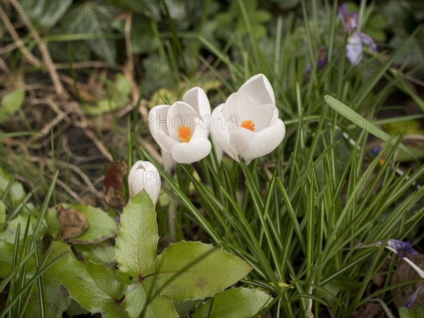 Crocuses (Crokus), white, spring, garden, Lueneburg, Lower Saxony, Germany, Europe