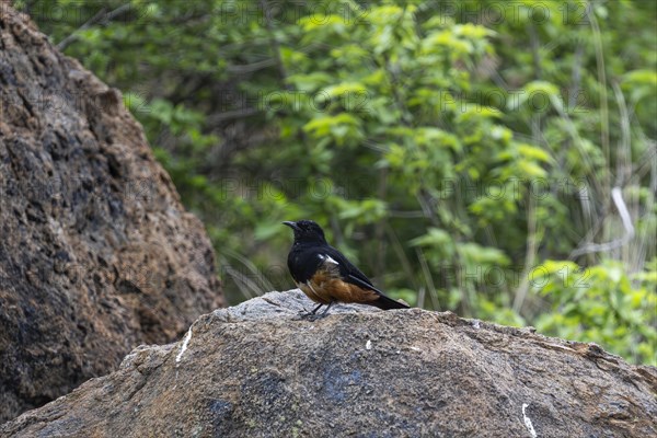 Red-bellied Wheatear (Thamnolaea cinnamonmeiventris), Lush Private Game reserve, Pilanesberg National Park, South Africa, Africa