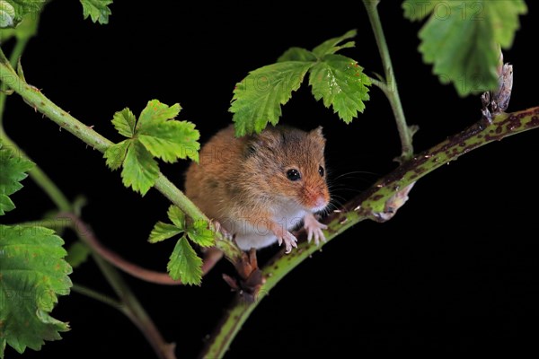 Eurasian harvest mouse (Micromys minutus), adult, on plant stalk, foraging, at night, Scotland, Great Britain