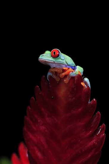 Red-eyed tree frog (Agalychnis callidryas), adult, on bromeliad, captive, Central America