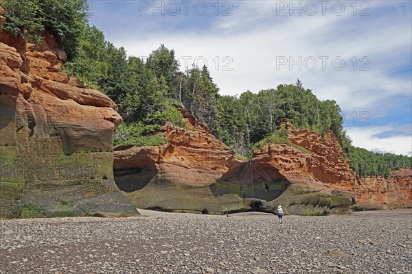 Wooded cliffs, red sandstone, Five Islands Provincial Park, Fundy Bay, Nova Scotia, Canada, North America