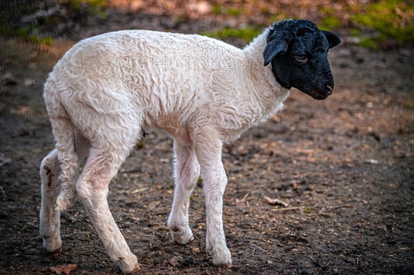 A young domestic sheep (Ovis aries) with white fur and black head, Leuna, Saxony-Anhalt, Germany, Europe