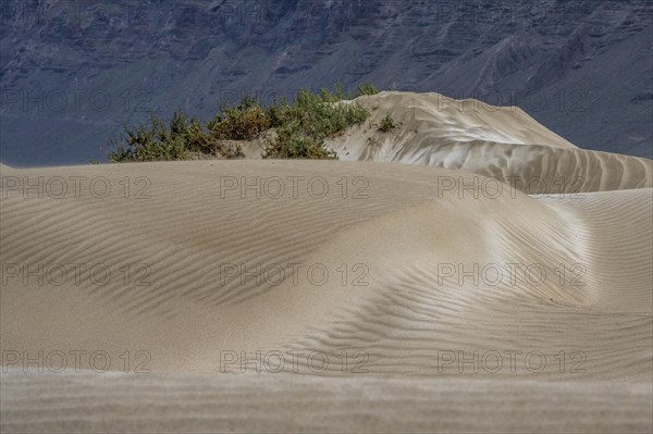 Dune landscape, dunes, Playa de Famara, Lanzarote, Canary Islands, Spain, Europe