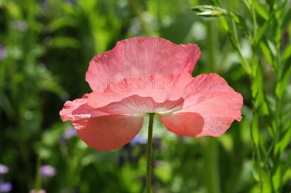 A pale pink poppy flower (Papaver rhoeas) with soft petals contrasts with the green background, Stuttgart, Baden-Wuerttemberg, Germany, Europe