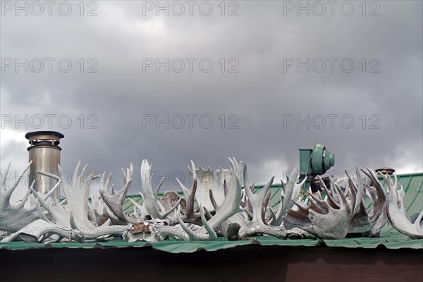 Antlers lying on a roof, hunting, Yukon Discvery Lodge, Alaska Highway, Yukon, Canada, North America