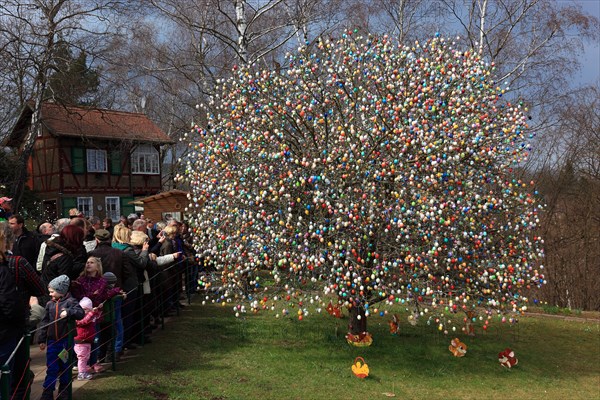 Many colourful Easter eggs on a tree, Easter custom, The Saalfeld Easter egg tree, an apple tree of the Kraft and Rumrich families in Saalfeld, Thuringia, which became famous for its Easter decorations. Until 2015, it stood in the Kraft family's garden on the southern outskirts of the town, Saalfeld, Thuringia, Germany (date of photograph unknown)