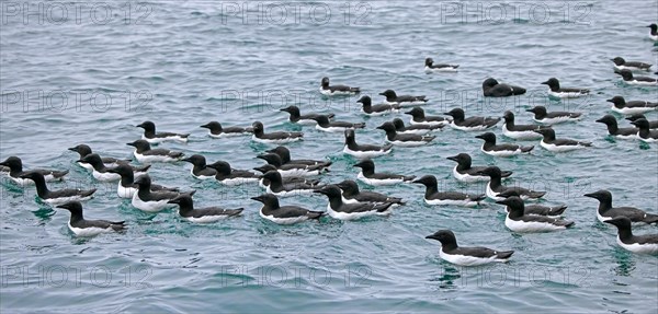 Flock of thick-billed murres, Bruennich's guillemots (Uria lomvia) swimming in the Arctic sea in summer, Hinlopen Strait, Svalbard, Spitsbergen