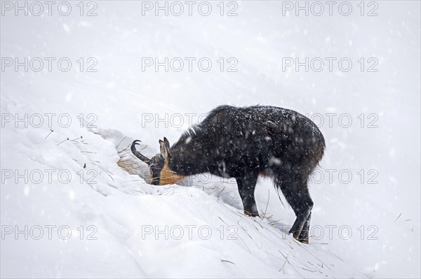 Alpine chamois (Rupicapra rupicapra) solitary male foraging on mountain slope during snow shower in winter in the European Alps