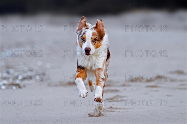 Australian Shepherd, Aussie, breed of herding dog from the United States, running on sandy beach