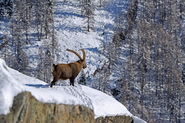 Alpine ibex (Capra ibex) male with large horns looking over mountain slope with coniferous trees in the snow in winter, Gran Paradiso NP, Alps, Italy, Europe