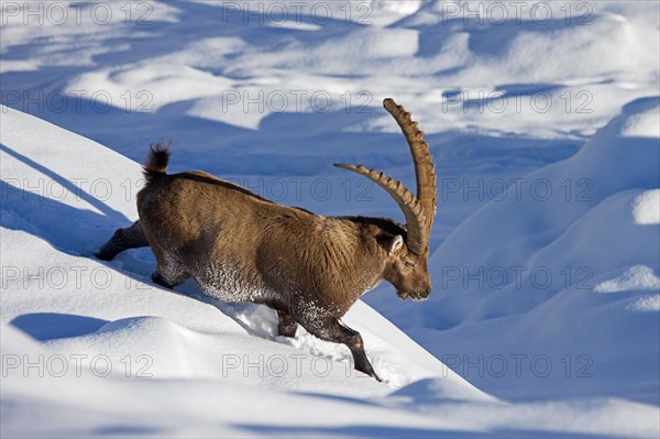 Alpine ibex (Capra ibex) male with large horns descending mountain slope in deep snow in winter in the European Alps