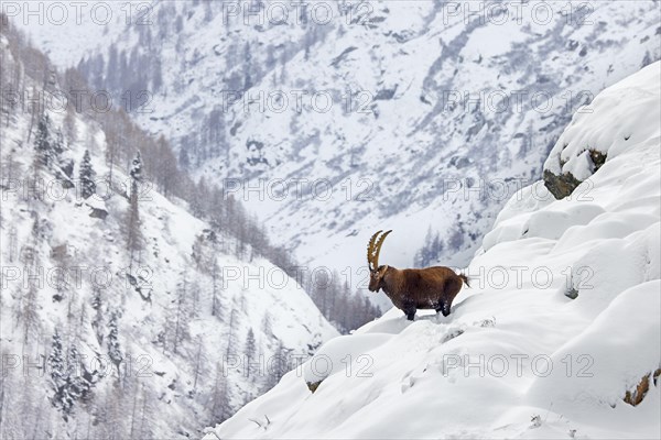 Alpine ibex (Capra ibex) male with big horns on mountain slope in deep snow in winter, Gran Paradiso National Park, Italian Alps, Italy, Europe