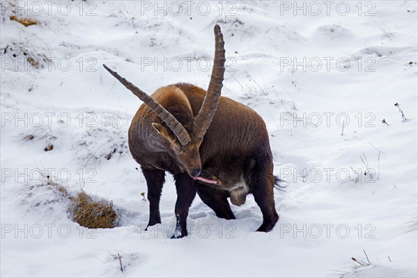 Alpine ibex (Capra ibex) male with erect penis during the rut on snow covered mountain slope in winter in the European Alps