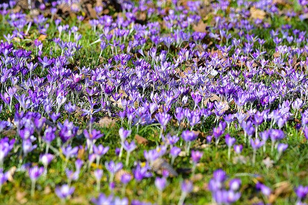 Purple crocuses (Crocus) in bloom in a park in Bavaria, Germany, Europe