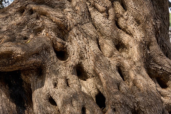 Bark from an old gnarled olive tree in the olive grove of Lun, Vrtovi Lunjskih Maslina, Wild olive (Olea Oleaster linea), olive orchard with centuries-old wild olive trees, nature reserve, Lun, island of Pag, Croatia, Europe