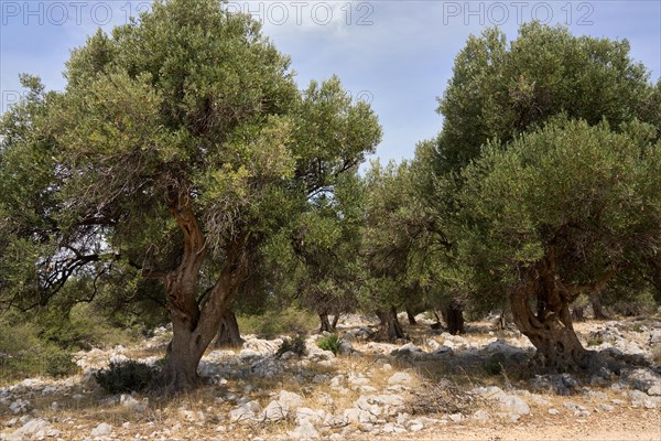 Old, gnarled olive trees in the olive grove of Lun, Vrtovi Lunjskih Maslina, Wild olive (Olea Oleaster linea), olive grove with centuries-old wild olive trees, nature reserve, Lun, island of Pag, Croatia, Europe