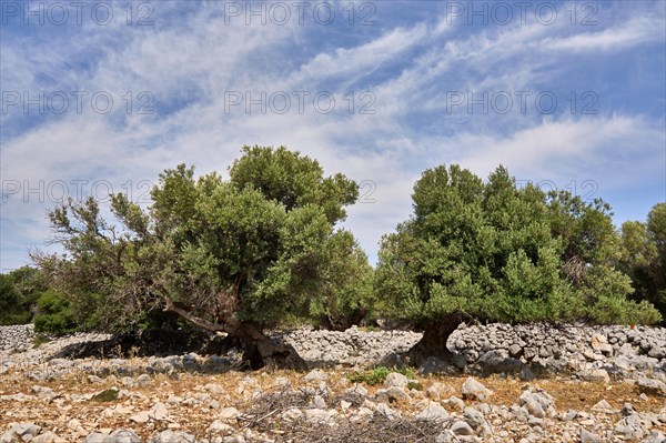 Two old, gnarled olive trees in the olive grove of Lun, Vrtovi Lunjskih Maslina, Wild olive (Olea Oleaster linea), olive grove with centuries-old wild olive trees, nature reserve, Lun, island of Pag, Croatia, Europe