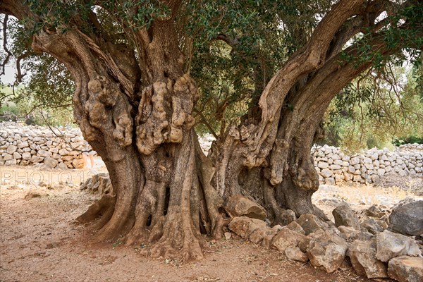 The oldest olive tree in the Lun olive grove, estimated to be between 1, 600 and 2, 000 years old, Vrtovi Lunjskih Maslina, wild olive (Olea Oleaster linea), olive grove with centuries-old wild olive trees, nature reserve, Lun, island of Pag, Croatia, Europe