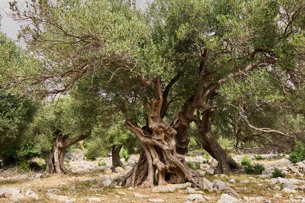 Old, gnarled olive trees in the olive grove of Lun, Vrtovi Lunjskih Maslina, Wild olive (Olea Oleaster linea), olive grove with centuries-old wild olive trees, nature reserve, Lun, island of Pag, Croatia, Europe