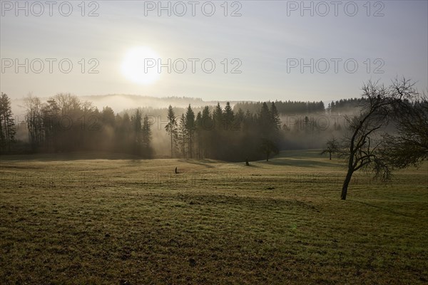 Landscape in the Black Forest in foggy backlight with meadow, conifers, hills and forest near Hofstetten, Ortenaukreis, Baden-Wuerttemberg, Germany, Europe