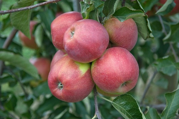 Malus domestica 'Jonagold', Novajo, Bundessorteamt, testing centre Wurzen, Wurzen, 81