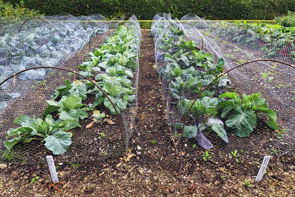 Down House Garden, various cabbage plants in the vegetable garden at the home of the British naturalist Charles Darwin, Downe, Kent, England, Great Britain