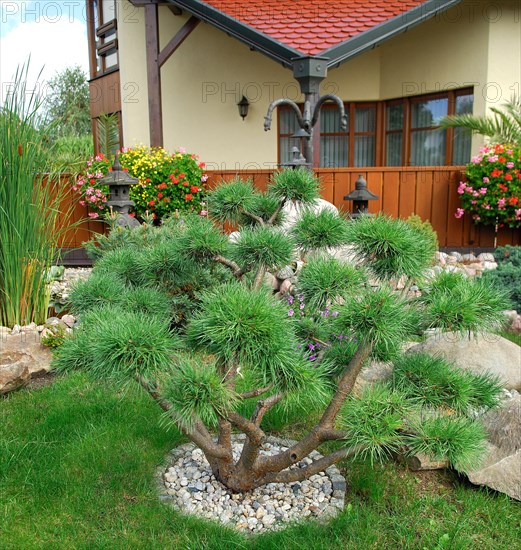 Pinus sylvestris, topiary