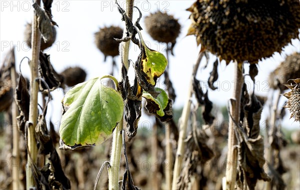 Dried sunflowers in a field in Schoenwald in Brandenburg, 16/08/2018