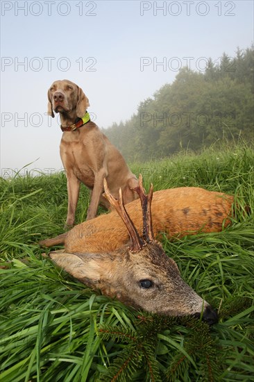 Hunting dog Weimaraner shorthair with shot european roe deer (Capreolus capreolus) Allgaeu, Bavaria, Germany, Europe