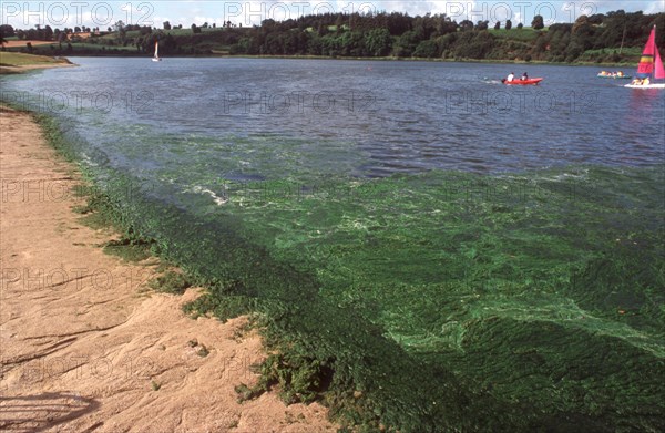 Lake beach invades green sea-weed